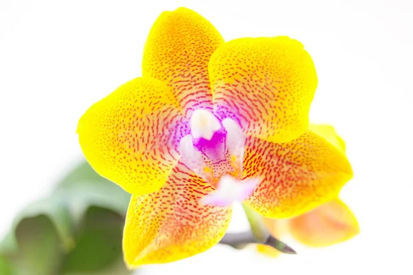 Красива рідкісна орхідея в горщику на білому тлі — стокове фото