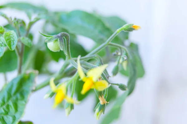 Pomodoro fioritura in primavera su sfondo neutro — Foto Stock