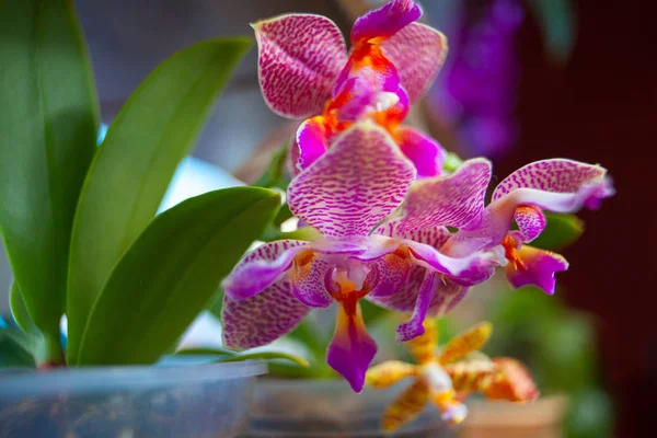 Belle orchidée en pot sur fenêtre — Photo