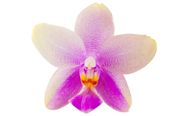 Beautiful rare orchid in pot on white background — Stock Photo, Image