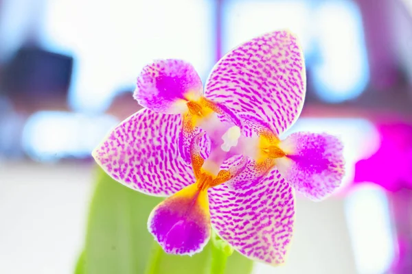 Bella orchidea rara in vaso su sfondo bianco — Foto Stock