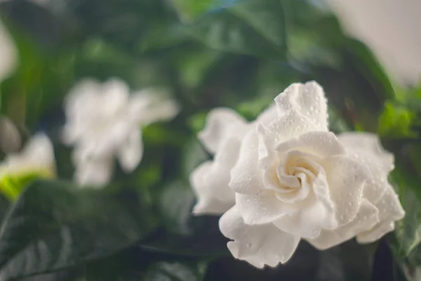 beautiful white flower gardenia on  green background