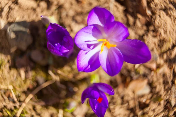 Arka plan görüntüsü güzel bahar Çiğdem çiçek — Stok fotoğraf
