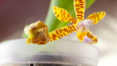 Nötr arka plan üzerinde tencerede güzel nadir orkide