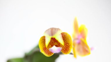 Beyaz zemin üzerine tencerede güzel nadir orkide