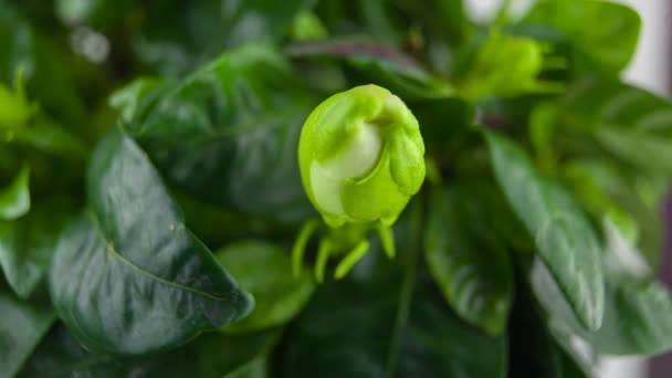 Bela Gardênia Flor Branca Fundo Verde — Vídeo de Stock