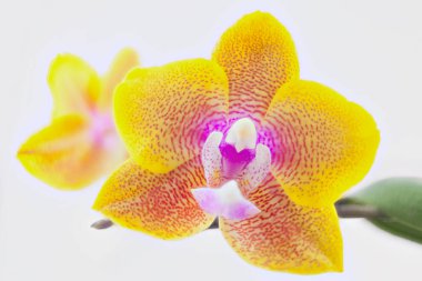 Beyaz zemin üzerine tencerede güzel nadir orkide