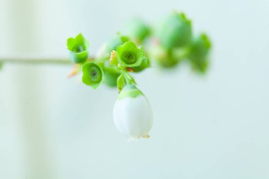 Tarafsız zeminde baharda çiçek açan yabanmersini