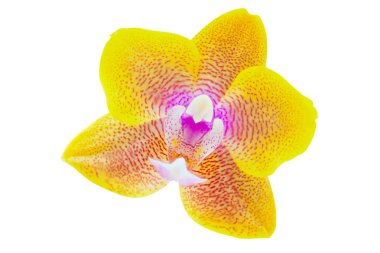 Beyaz zemin üzerine tencerede güzel nadir orkide