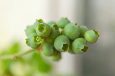 Bahar dal bahçesinde olgunlaşmamış yaban mersini, çilek