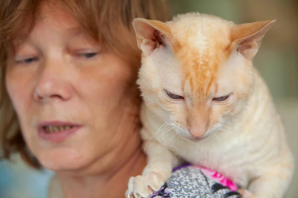 곱슬 머리를 가진 아름 다운 고양이 — 스톡 사진