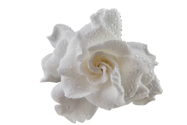 Schöne weiße Blume Gardenia auf weißem Hintergrund — Stockfoto