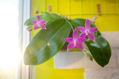 Arka plan bulanık üzerinde tencerede güzel nadir orkide