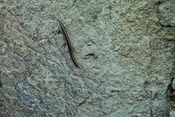 Centipede insect on  gray background in Italy — Stockfoto