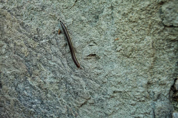 Duizendpoot insect op grijze achtergrond in Italië — Stockfoto