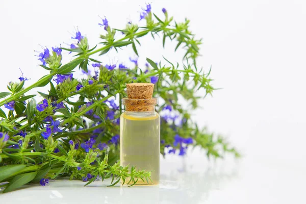 Aceite esencial de hisopo en hermosa botella sobre fondo blanco — Foto de Stock