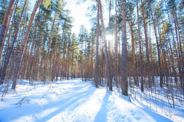 güneşli güzel kış orman