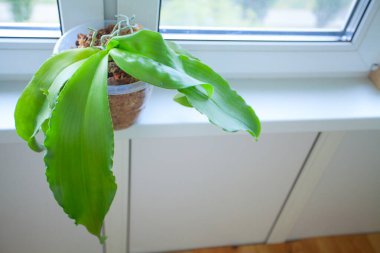 Arka plan bulanık üzerinde tencerede güzel nadir orkide