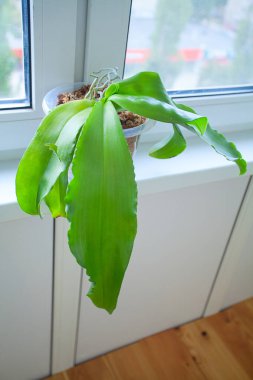 Arka plan bulanık üzerinde tencerede güzel nadir orkide