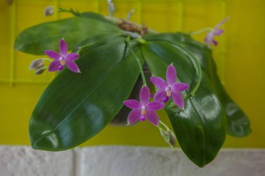 Sarı zemin üzerine tencerede güzel nadir orkide