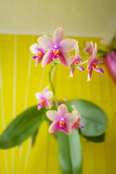 Hermosa orquídea rara en maceta sobre fondo amarillo — Foto de Stock