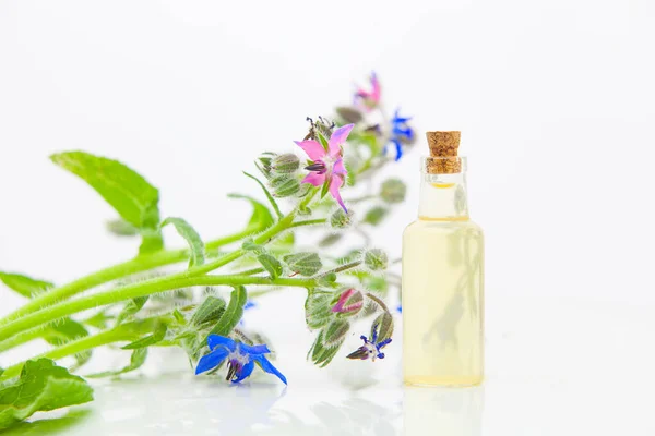 Aceite esencial de borago en hermosa botella sobre fondo blanco — Foto de Stock