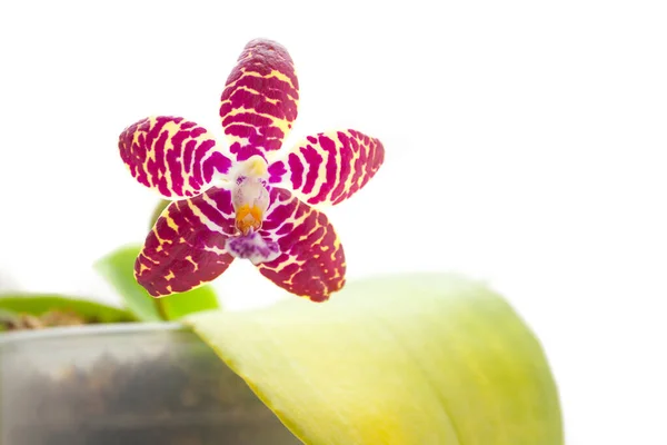 Hermosa orquídea rara en maceta sobre fondo blanco — Foto de Stock