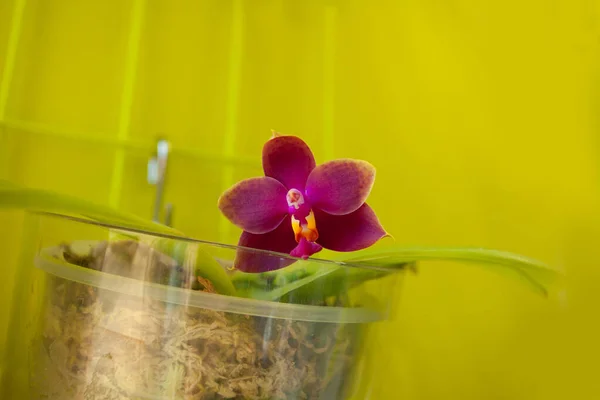 Красива рідкісна орхідея в горщику на розмитому фоні — стокове фото