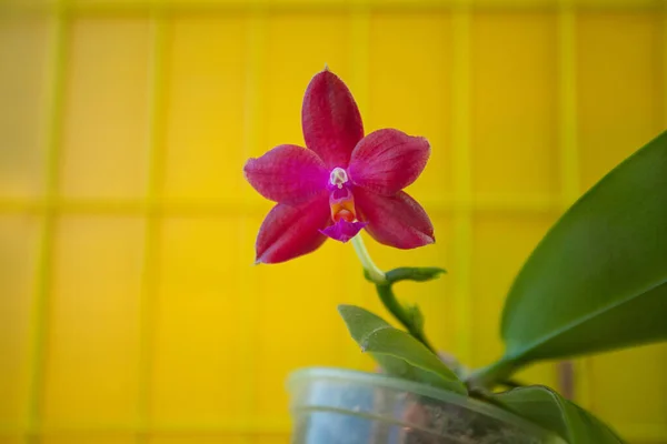 Hermosa orquídea rara en maceta sobre fondo borroso — Foto de Stock