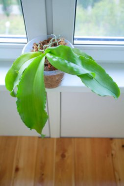 Arka plan bulanık üzerinde tencerede güzel nadir orkide