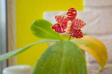 Arka plan bulanık üzerinde tencerede güzel nadir orkide