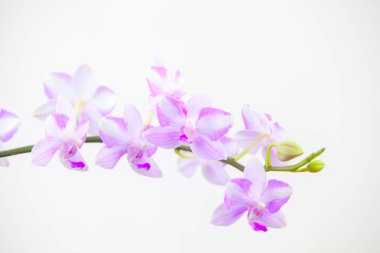Beyaz zemin üzerine tencerede güzel nadir orkide