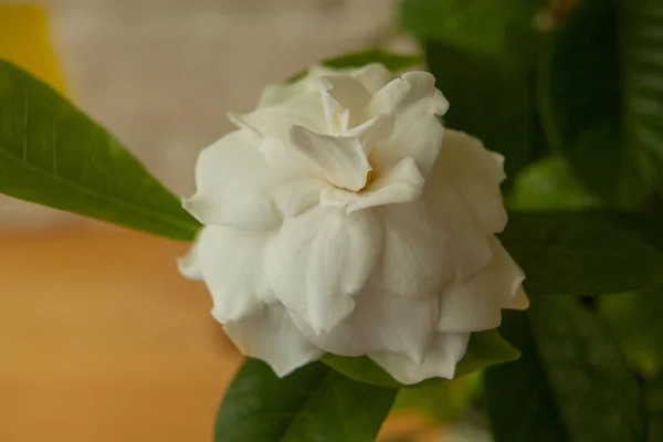 白色背景的美丽白花栀子花 — 图库照片