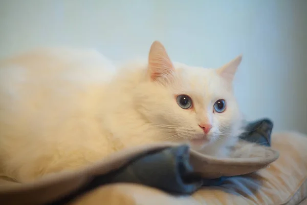 Weiße schöne flauschige Katze sieht im Rahmen aus — Stockfoto