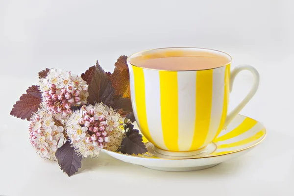 Té verde en una hermosa taza — Foto de Stock