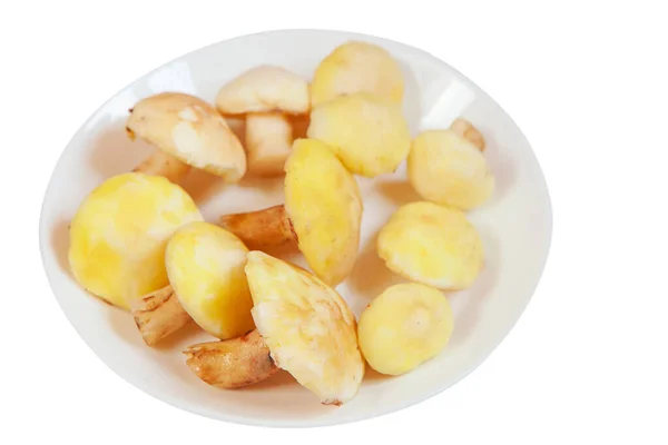 Hermoso hongo comestible crudo en aislado en blanco —  Fotos de Stock