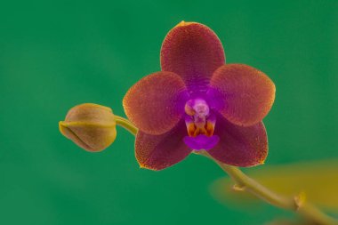 Yeşil arka planda saksıda nadir bulunan güzel bir orkide.