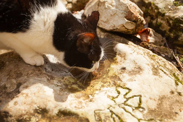 Красивая кошка пьет весной из лужи — стоковое фото