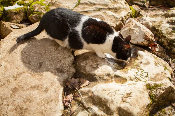 Красивая кошка пьет весной из лужи — стоковое фото