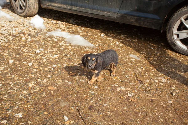 Kleiner schöner Hund auf verschwommenem Hintergrund — Stockfoto