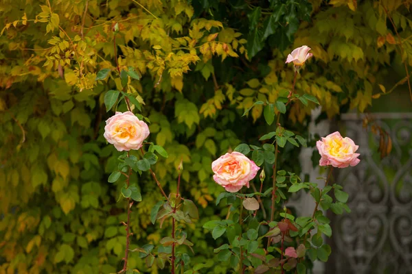 Beautiful pink rose flower on green background — Stock Photo, Image