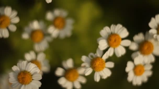 Mooie Witte Kamille Groene Achtergrond — Stockvideo