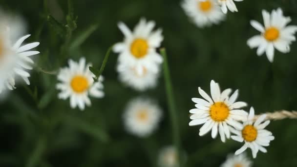 Mooie Witte Kamille Groene Achtergrond — Stockvideo