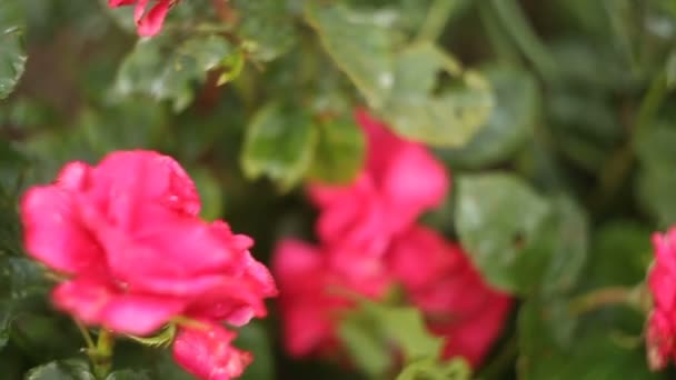 Hermosa Rosa Flor Sobre Fondo Verde — Vídeos de Stock