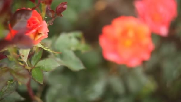 Vacker Rosa Ros Blomma Grön Bakgrund — Stockvideo