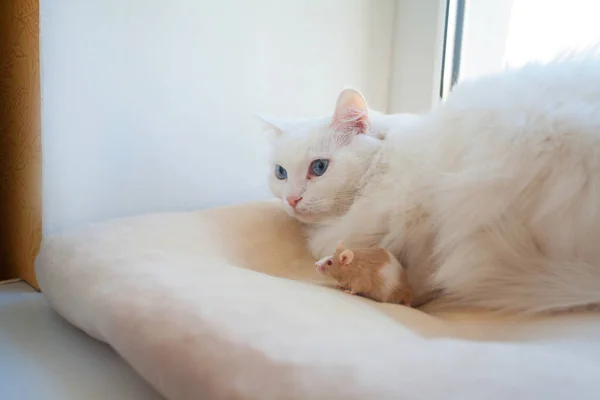 Hermoso gato blanco con ratón en su cabeza —  Fotos de Stock