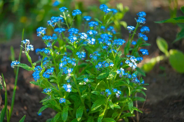 Красивый розовый Myosotis на зеленом фоне — стоковое фото