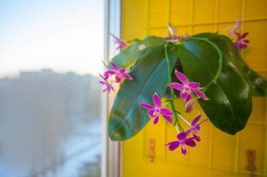 Bulanık bir arka plan üzerinde bir tencerede güzel nadir orkide