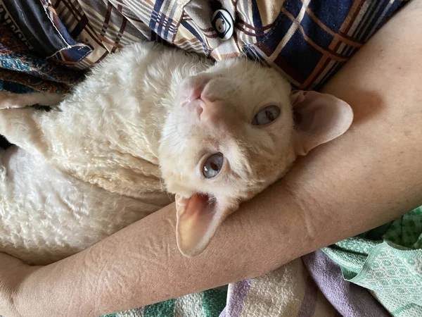 Mooie witte huisdier kat op zoek naar camera — Stockfoto