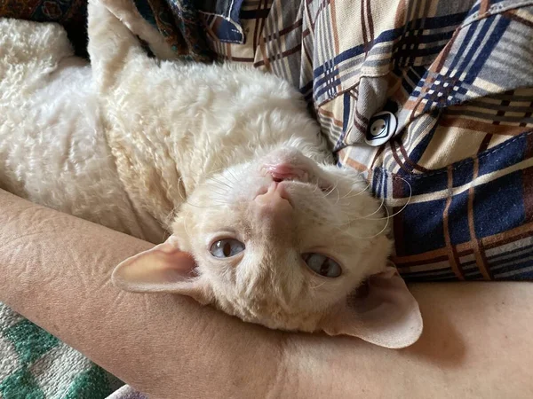 Mooie witte huisdier kat op zoek naar camera — Stockfoto